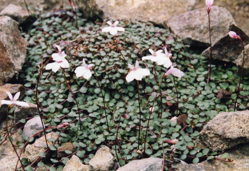 Lobelia sp photo